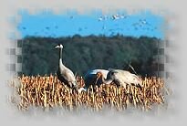 Kranichflug im Herbst